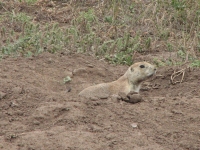 Prairie dog